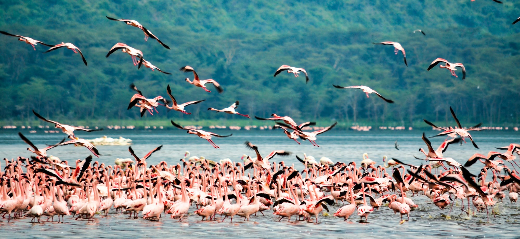 a flock of flamingos flutter about in Nakuru Lake, dashing bright pink about its mirror-like waters.