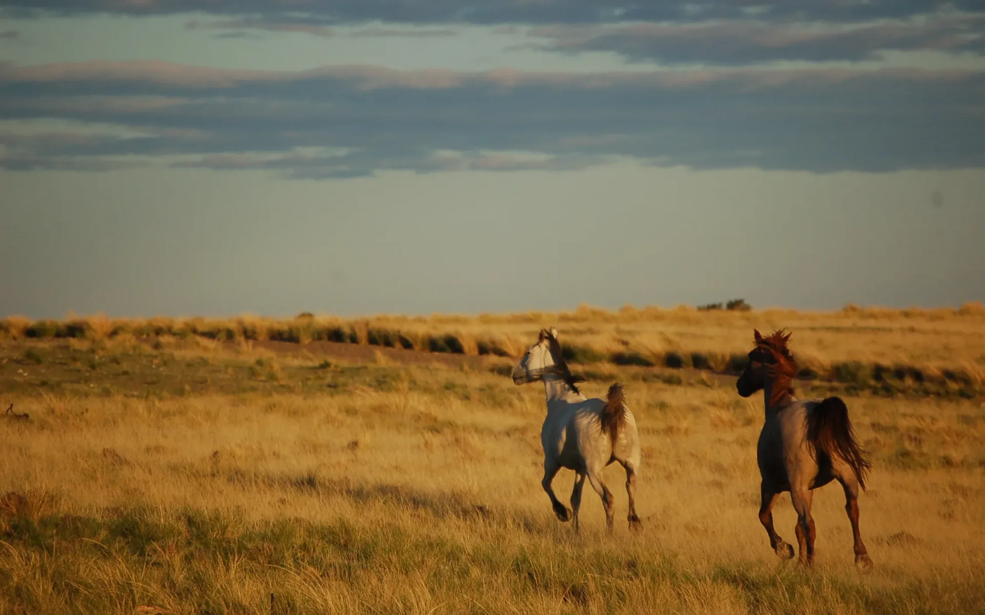Two horses gallop across the nearby grasslands during the late afternoon.