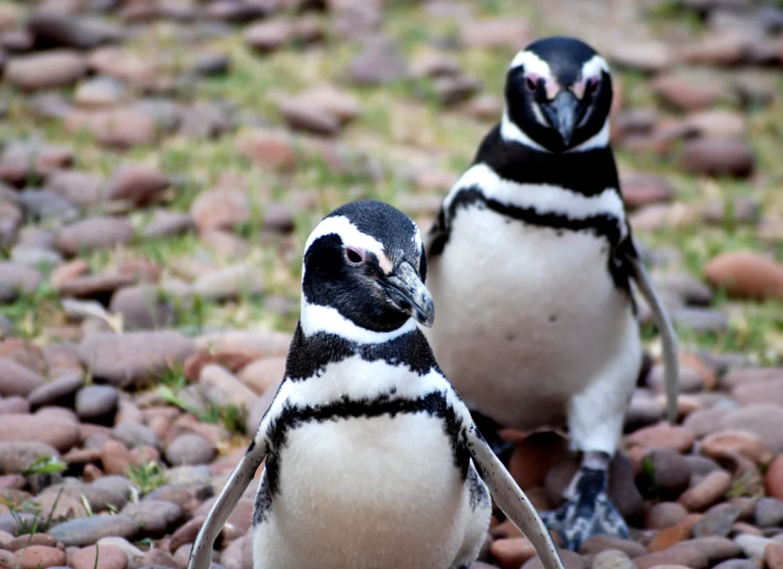 Two Magellanic penguins sit happily on a pebbly ground.