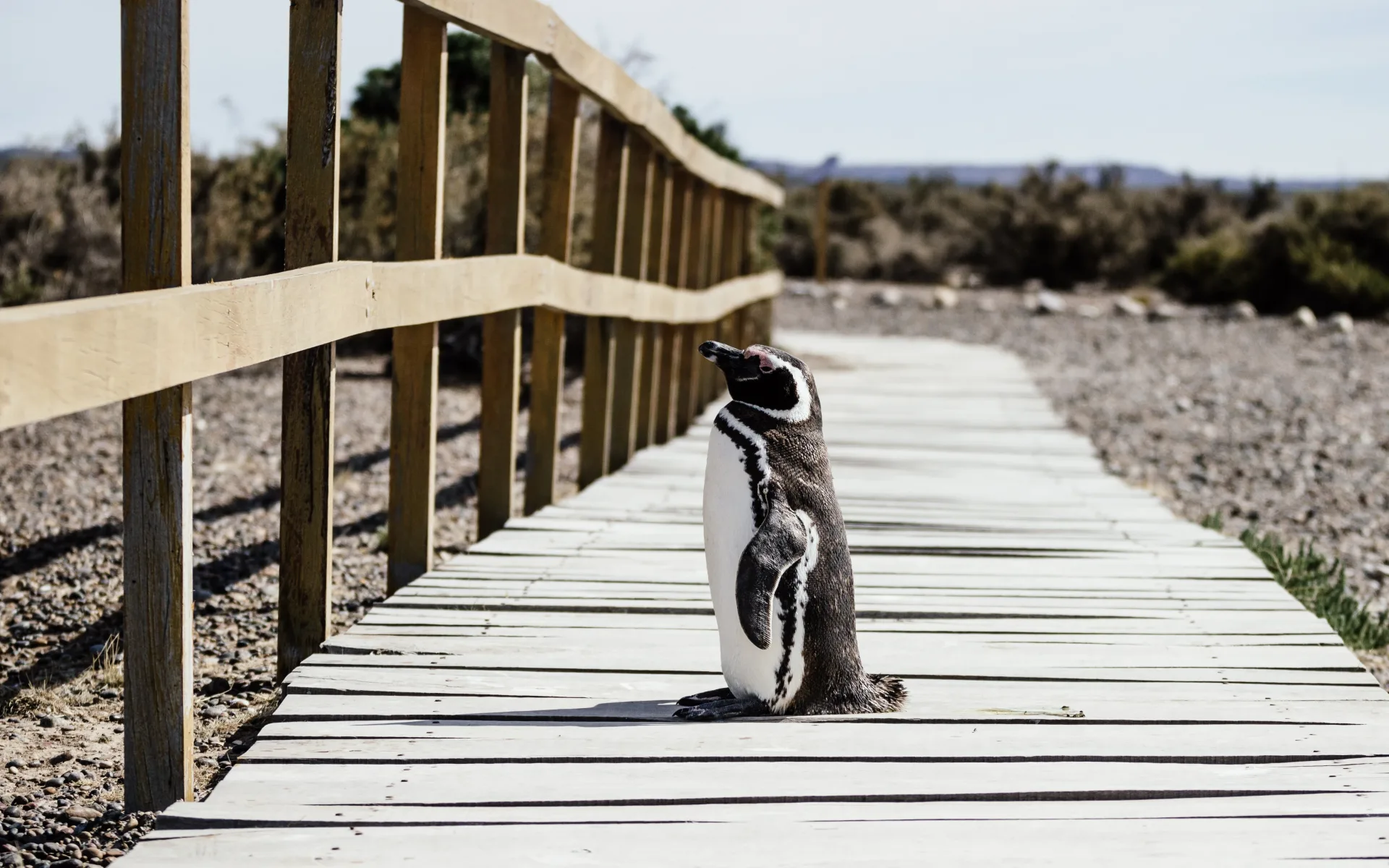 A penguin is standing on a wooden walkway.