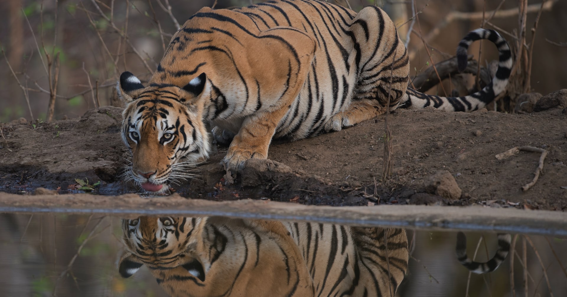 The best places to see tigers in India