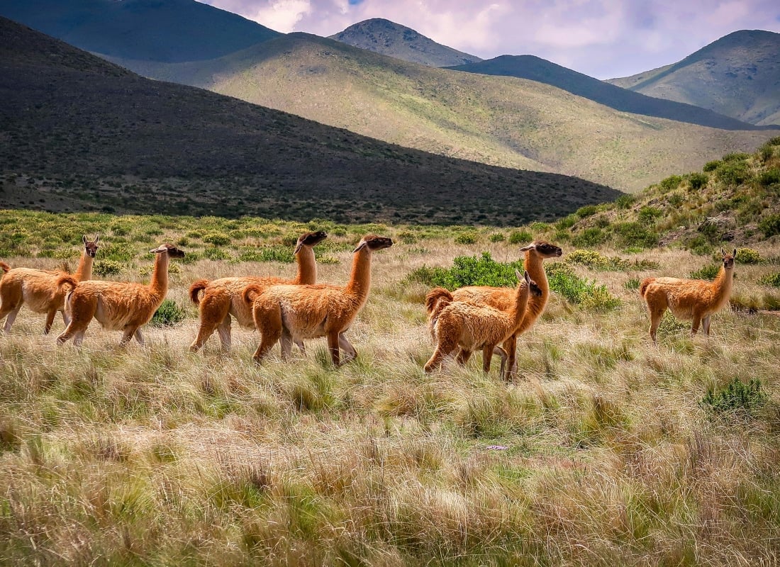 A group of llamas are walking through tall grass which is backed by staggering green and blue mountains. 