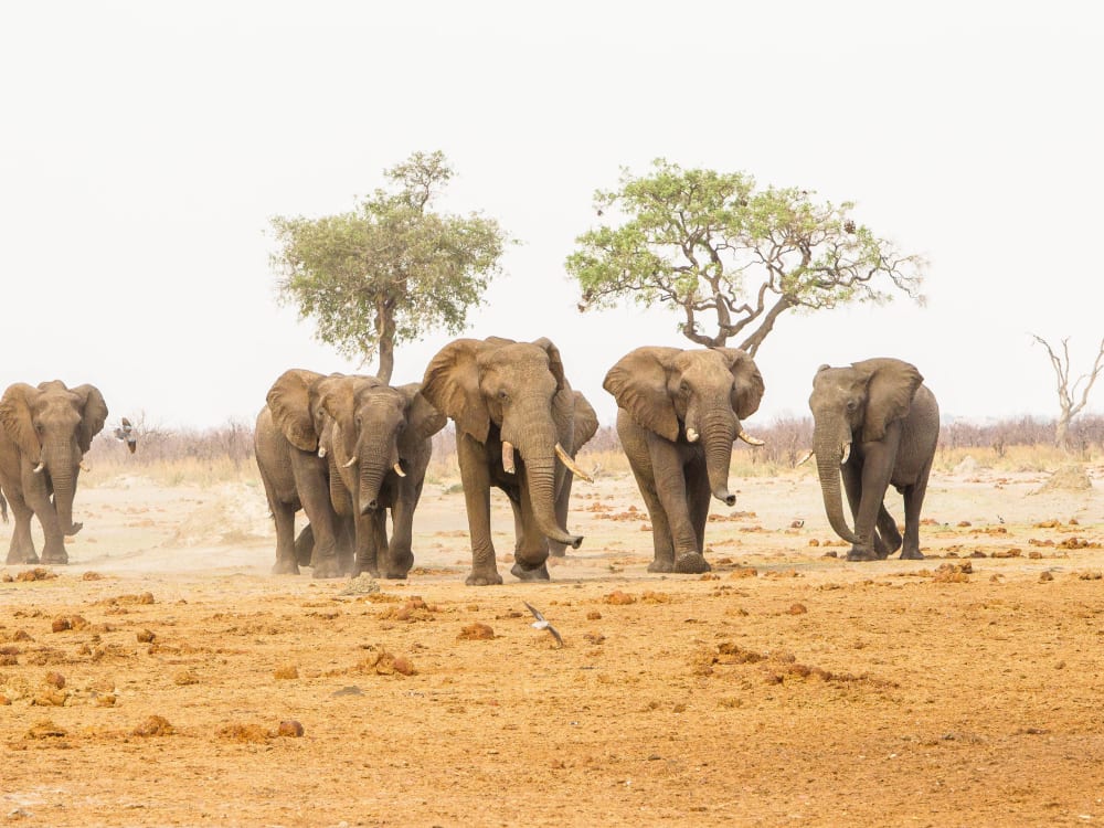 savute_safari_lodge_botswana_elephants_hg4wo5-1