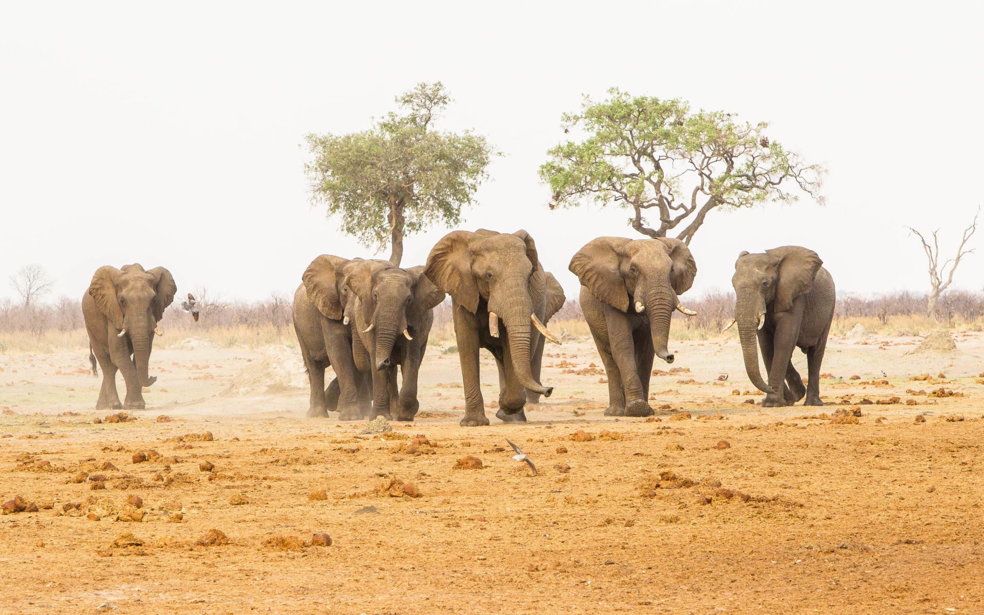 savute_safari_lodge_botswana_elephants_hg4wo5