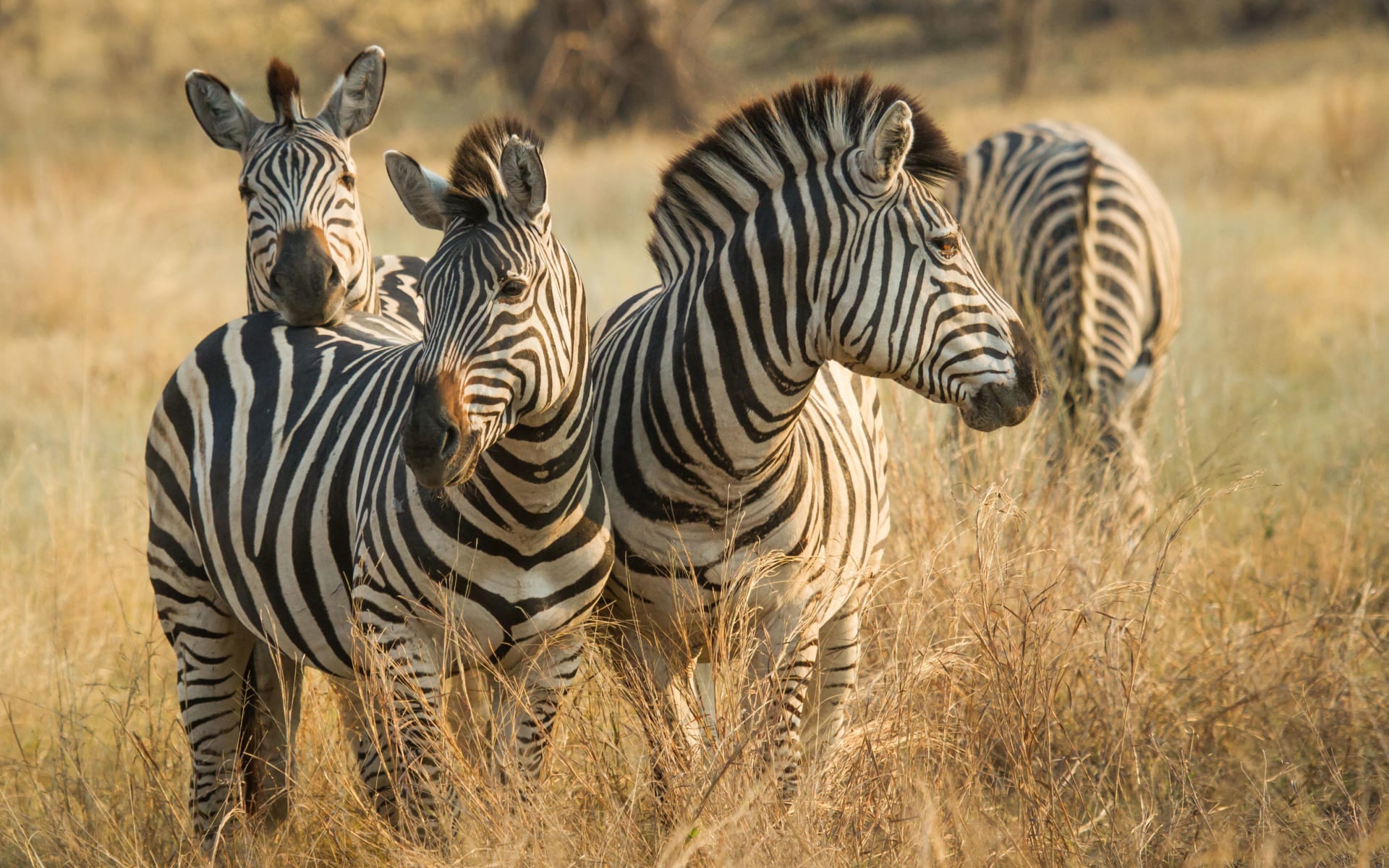 savute_safari_lodge_botswana_zebra_xejv9e-1