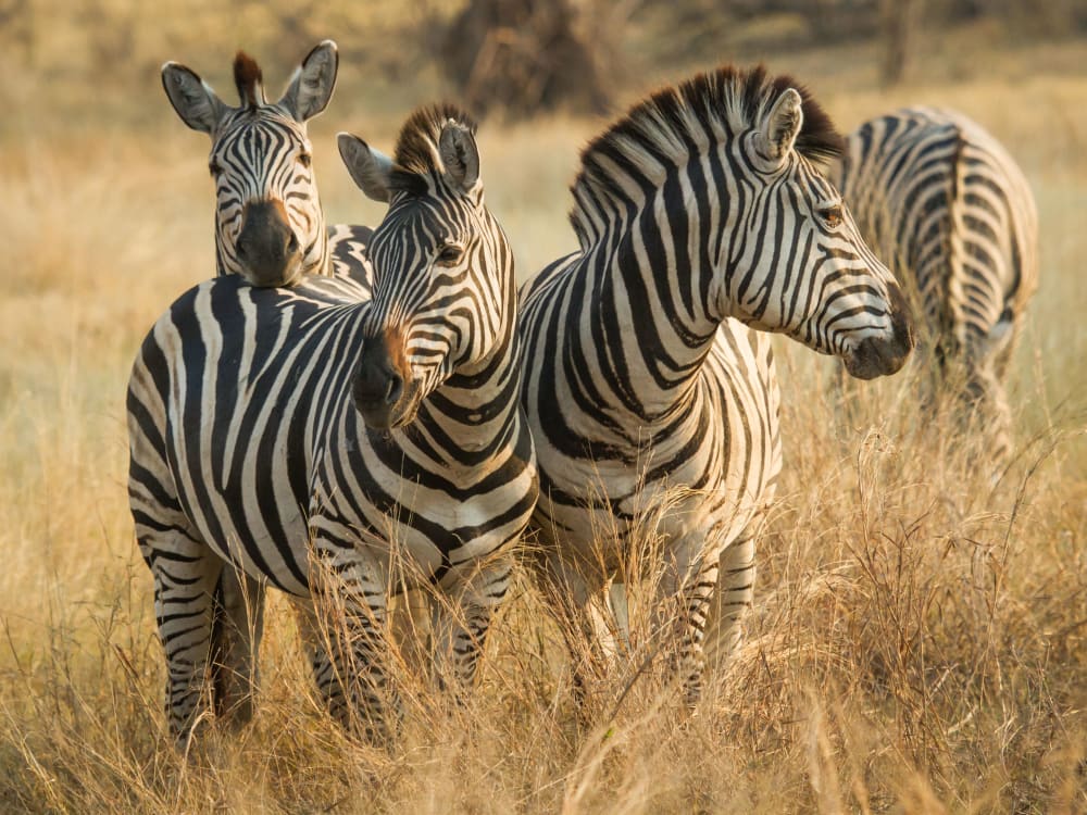 savute_safari_lodge_botswana_zebra_xejv9e-4