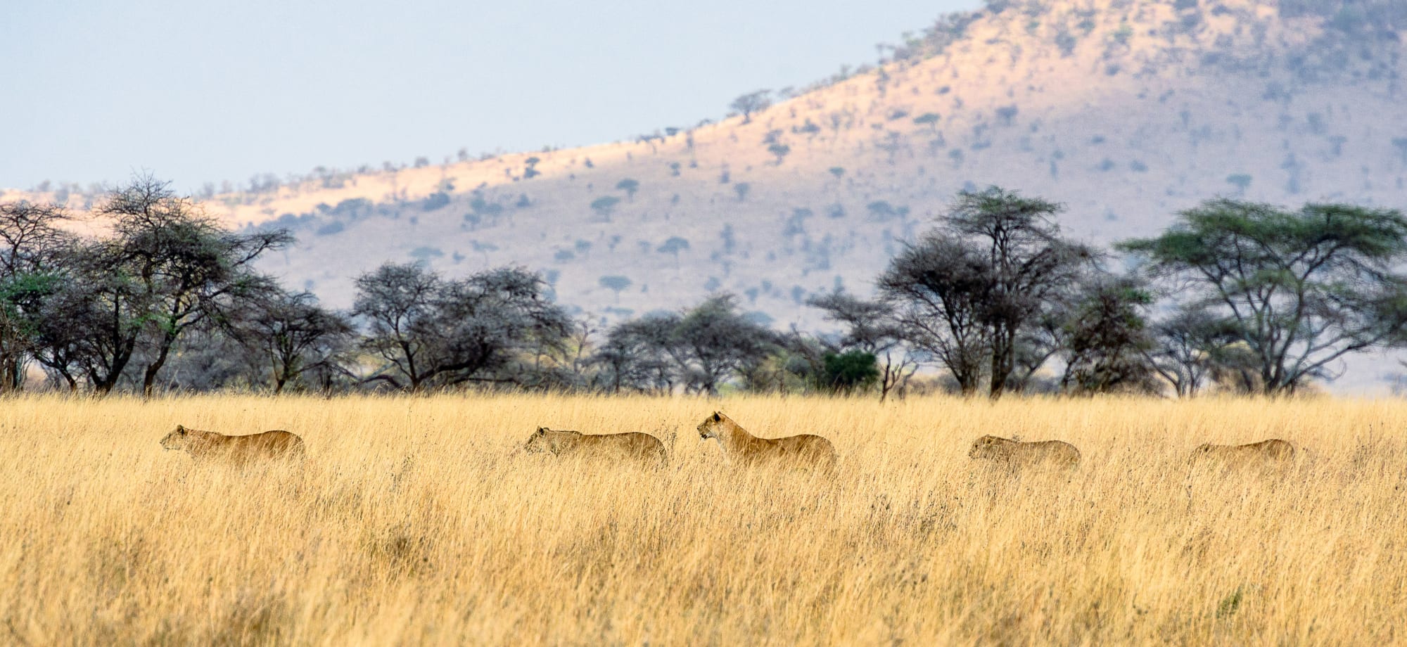 serengeti_lions_unsplash_edinhf-1