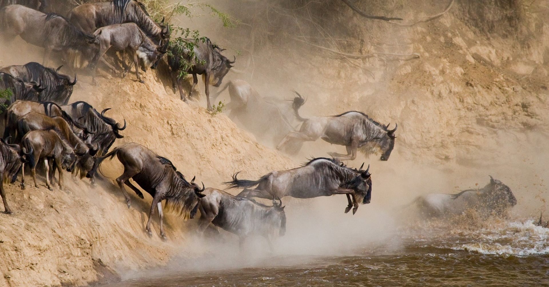 Wildebeest migration serengeti