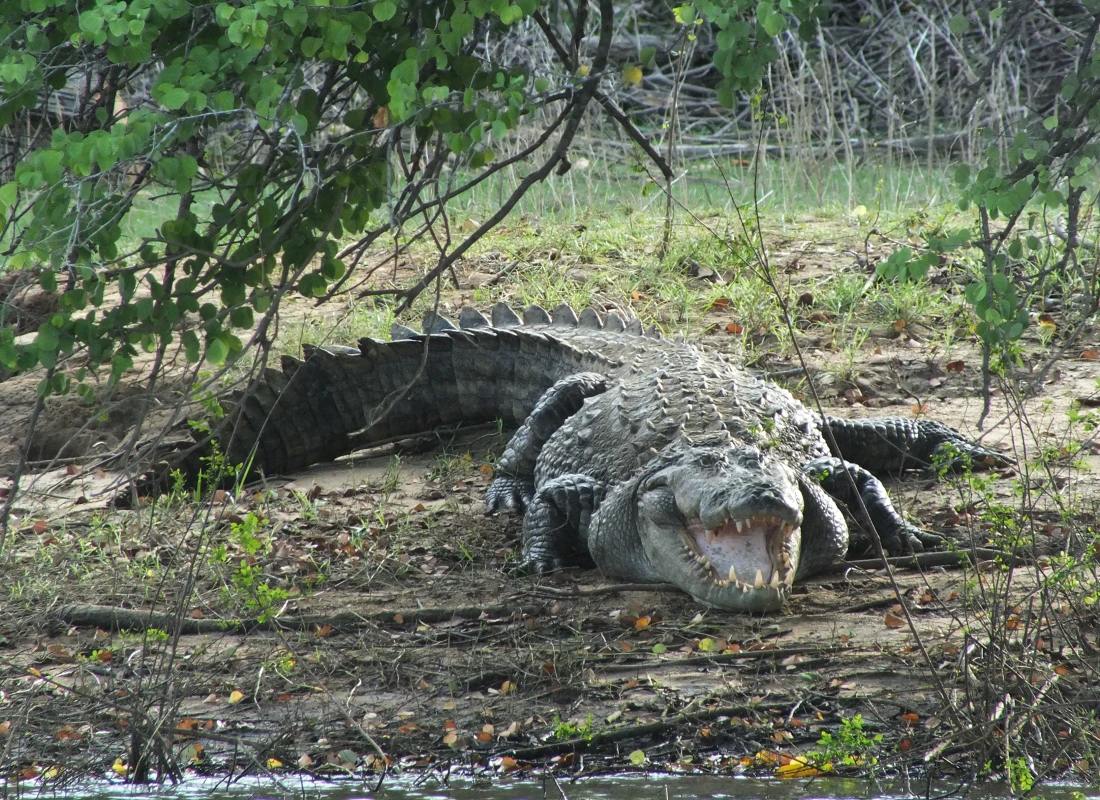A huge crocodile snarls amidst the greens of Gal Oya National Park.