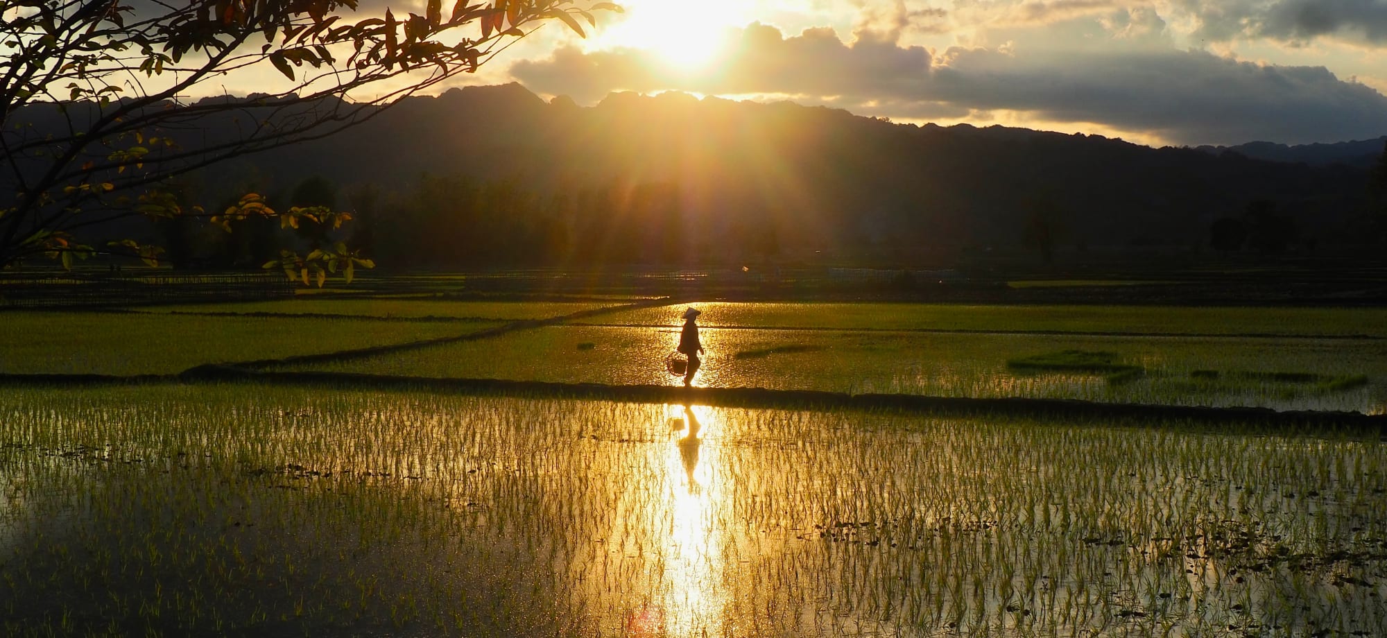 sunset_rice_paddy_laos_unsplash_gdaw5z