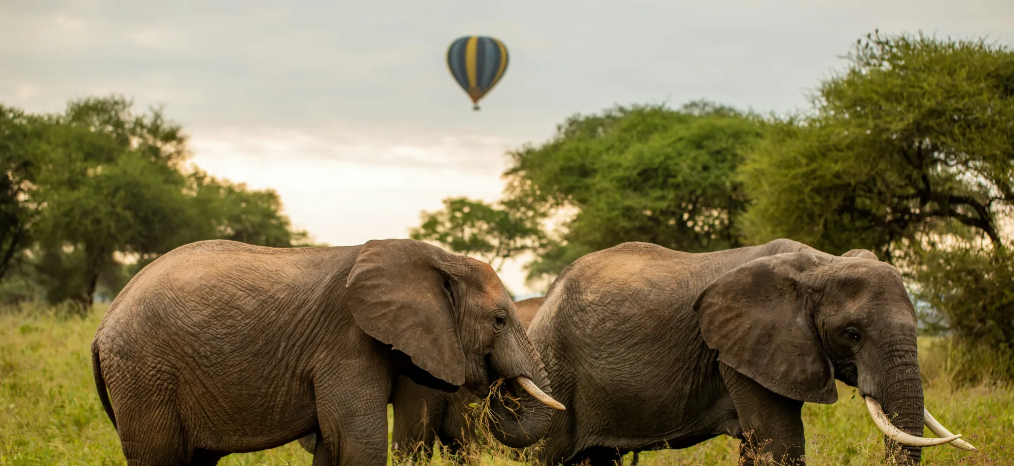 Two elephants stand beside each other as a hot air ballooon floats above.