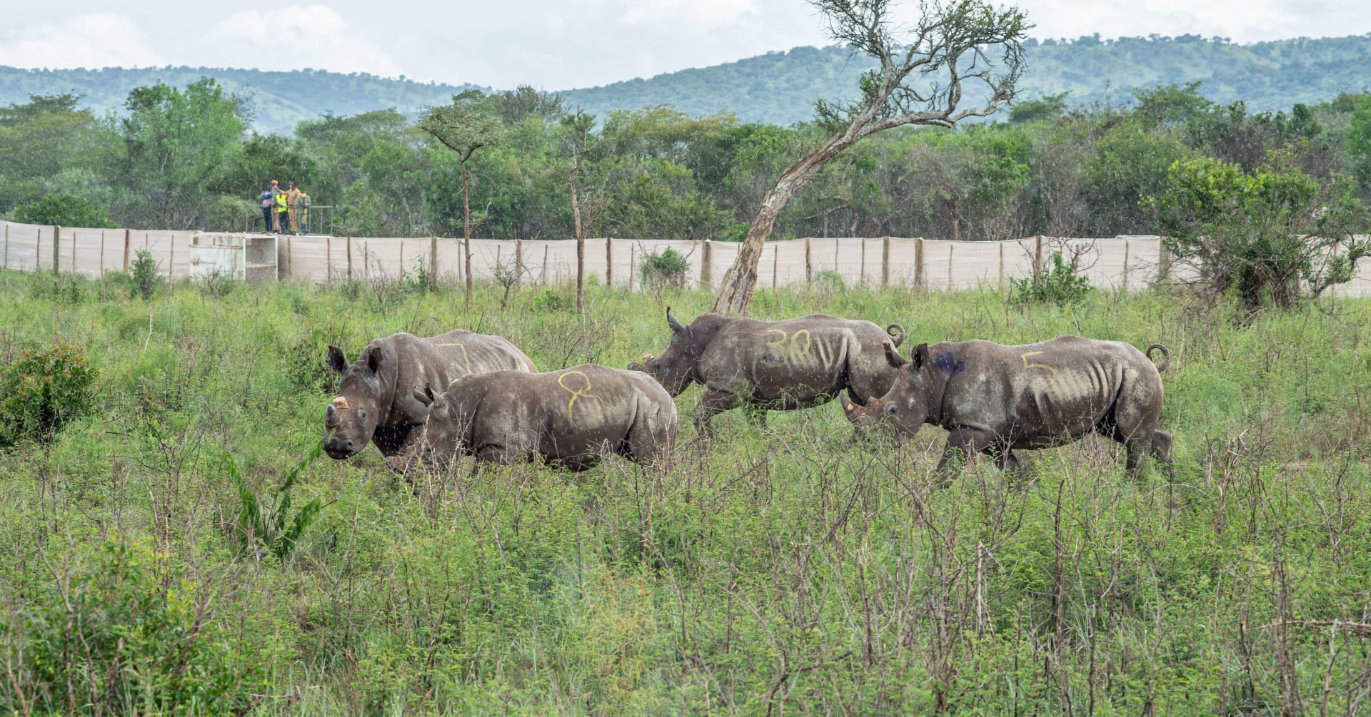 30 White Rhinos Flown to Rwanda