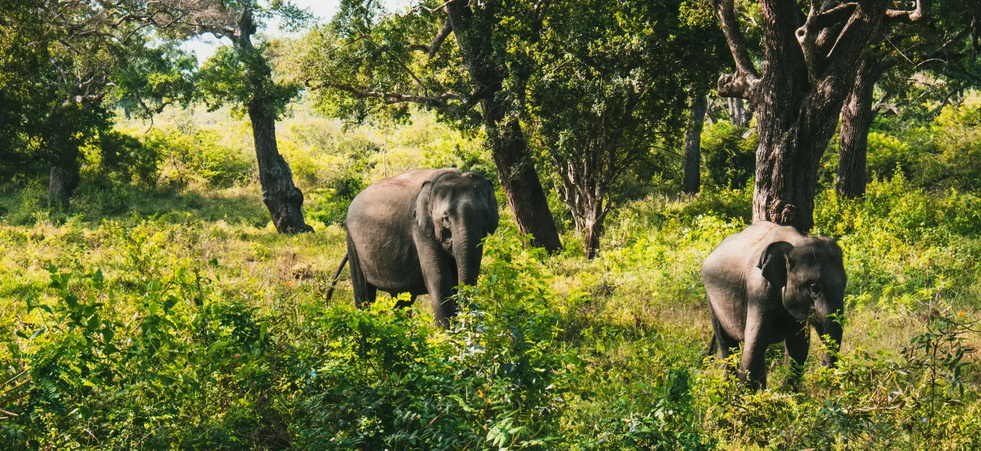 Elephants in the countryside.