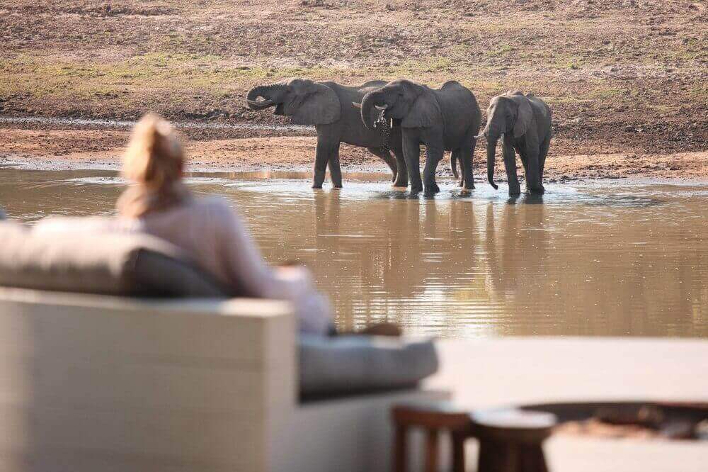zambia lodge camp elephants wildlife watching african safari