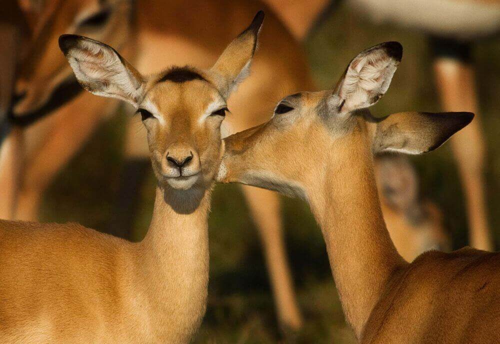 affectionate impalas in south luangwa national park zambia