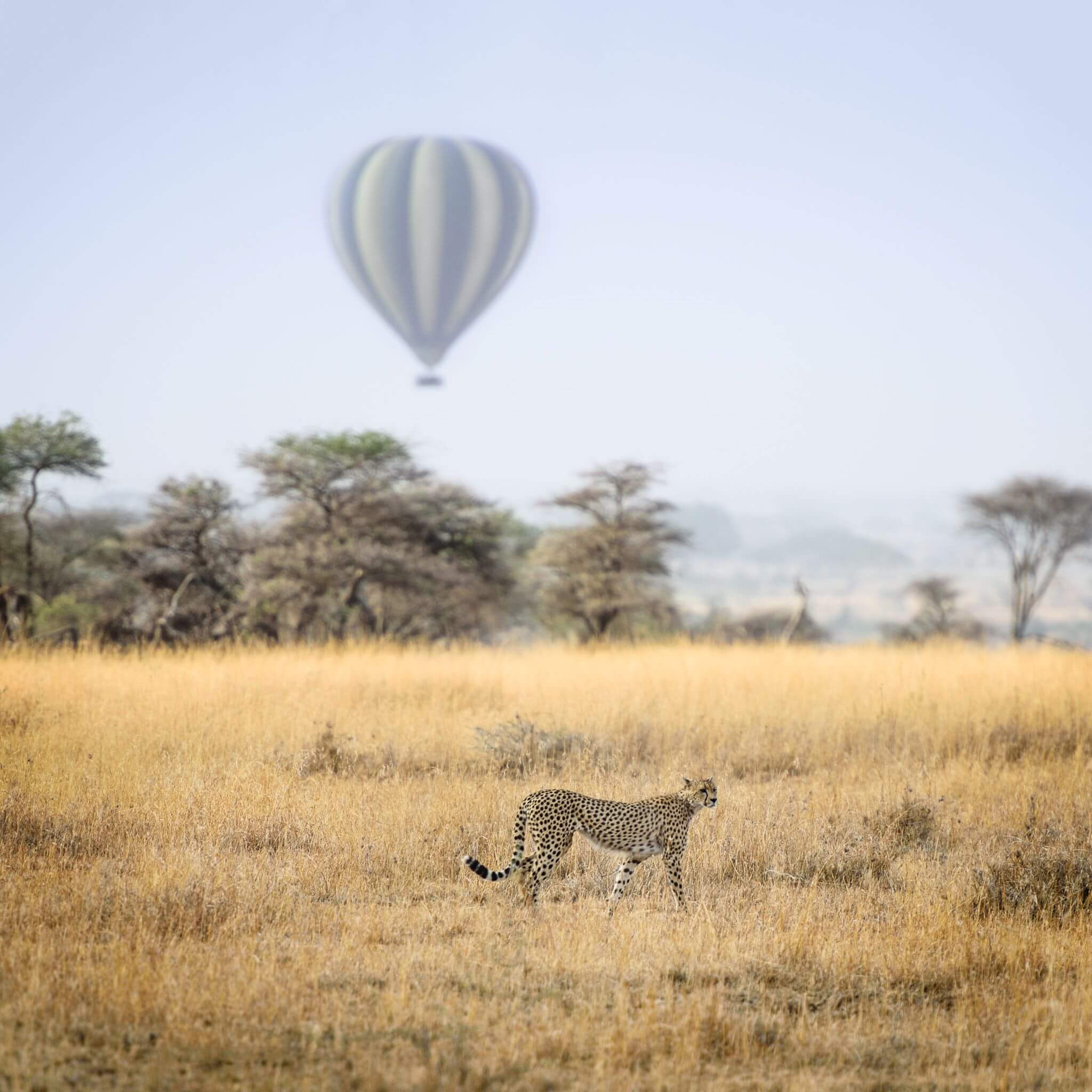 africa_safari_packing_list_cheetah