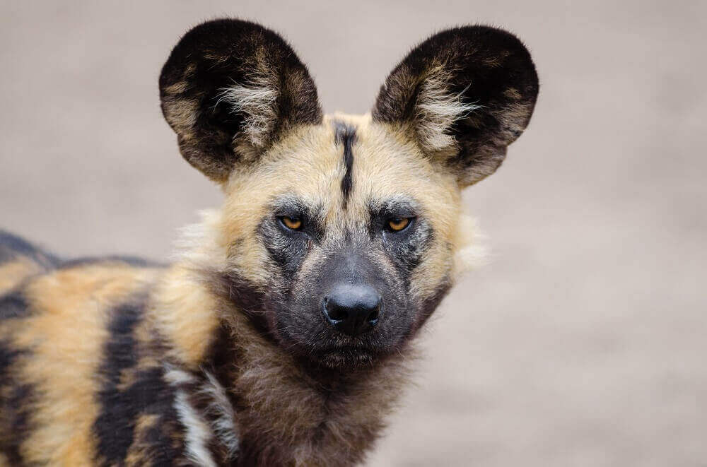 African wild dog or painted wolf staring at camera