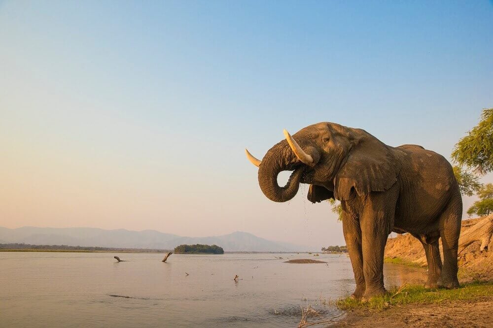 African elephant drinking from the Zambezi River in Zambia