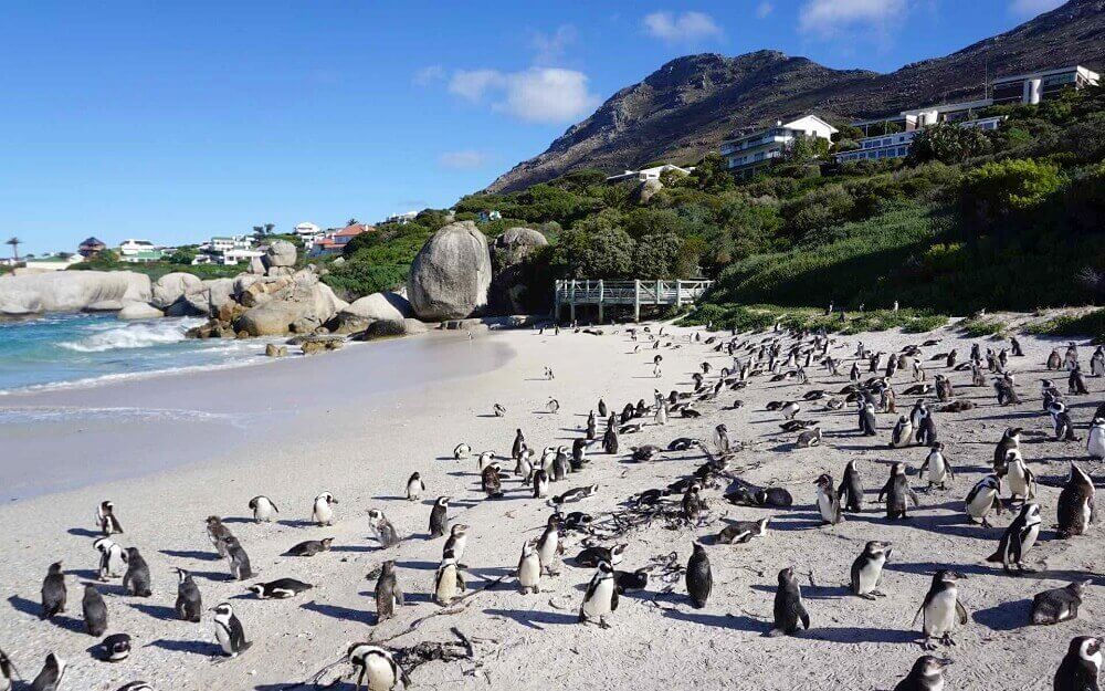 African penguins on Boulders Beach near Cape Town in South Africa