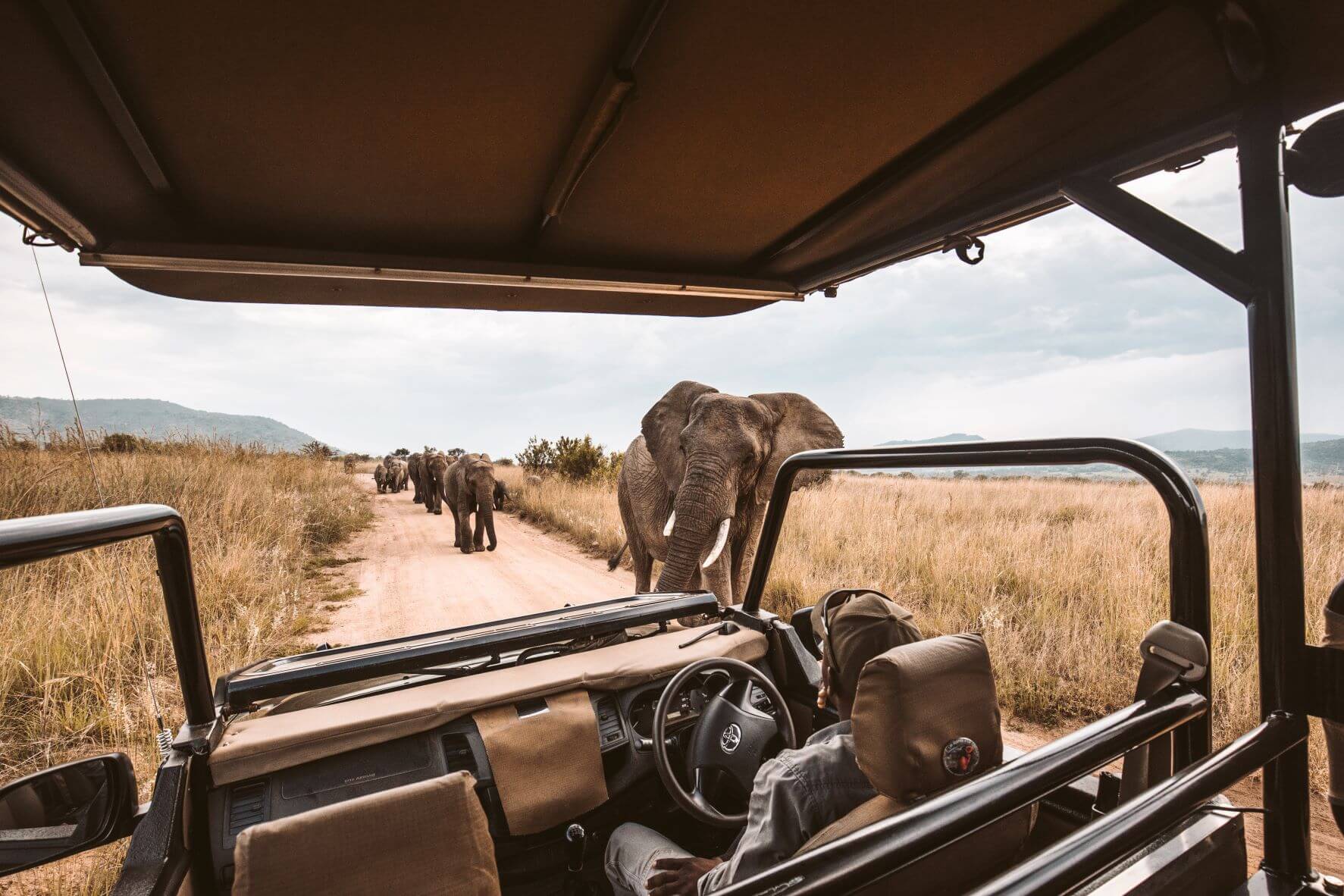 african_safari_packing_list_elephants