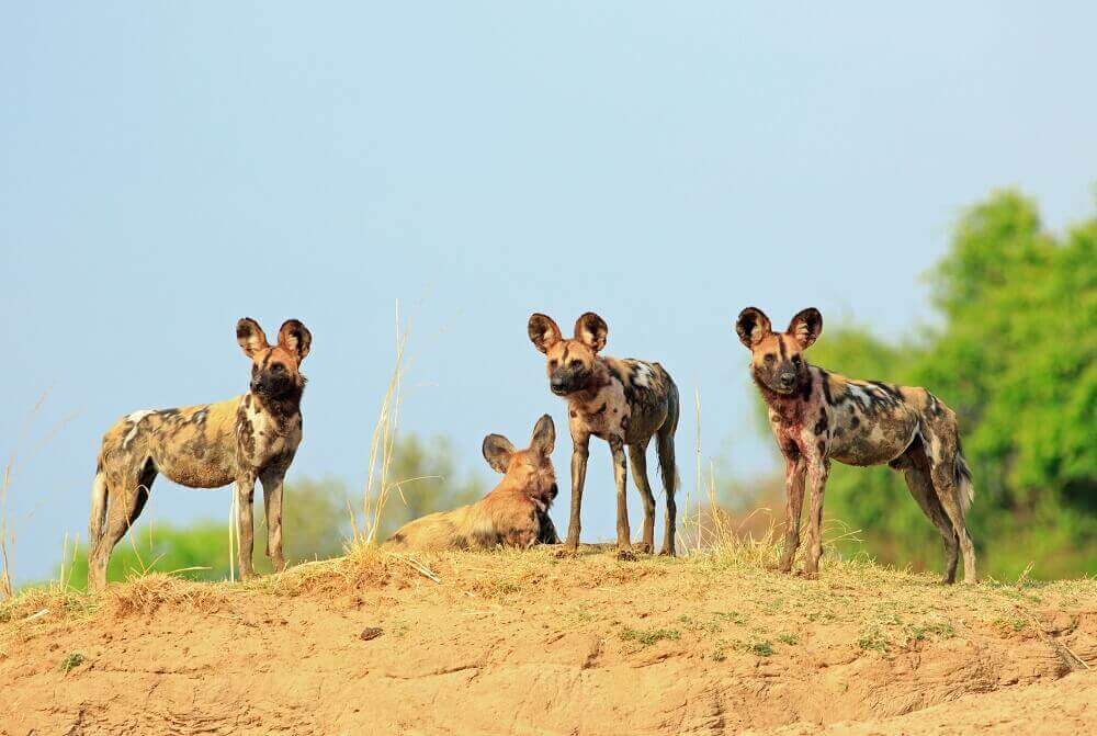 African wild dog pack on safari in Zambia