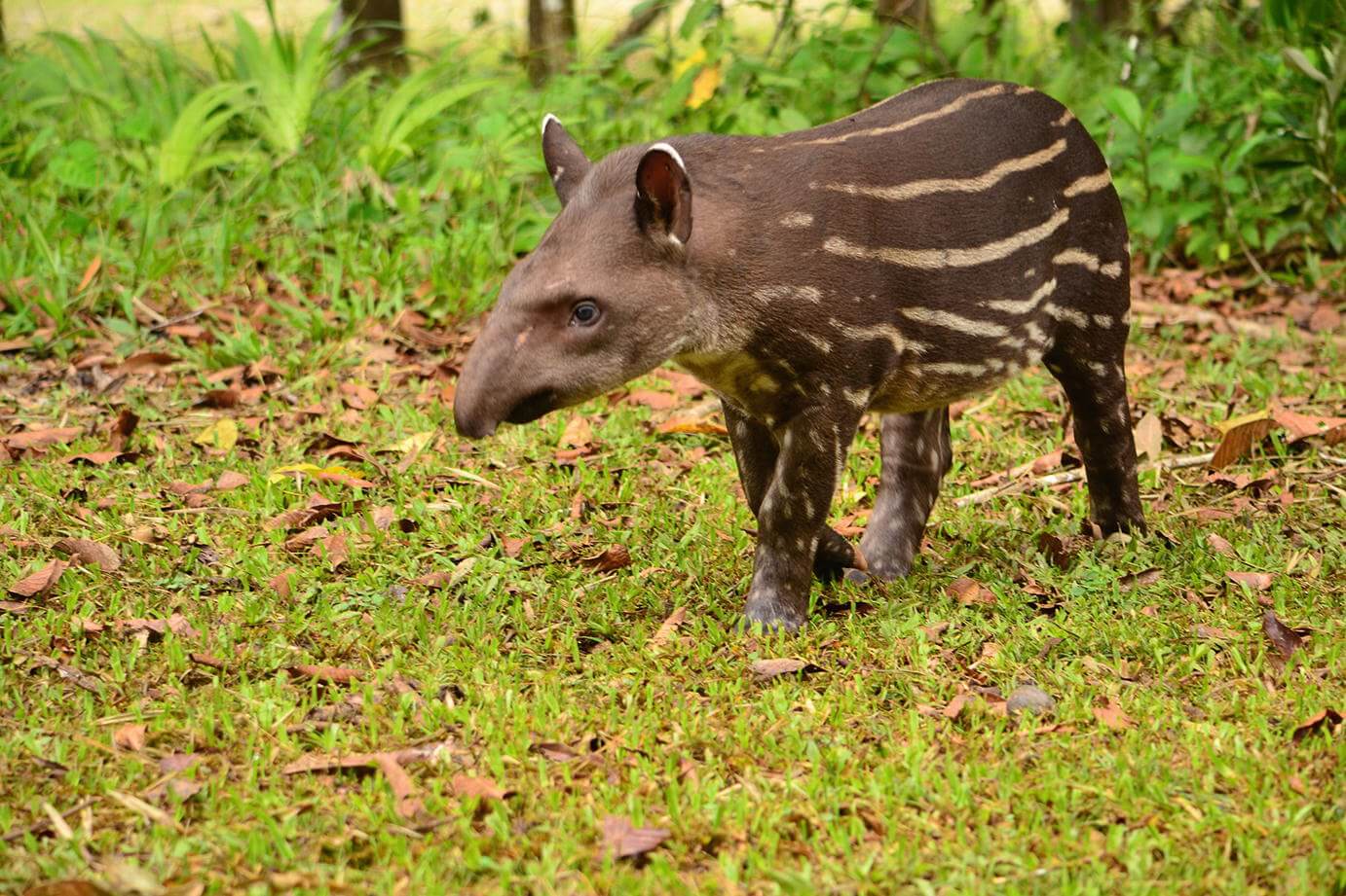 Amazonian Tapir and Mountain Tapir are both found in Ecuador.