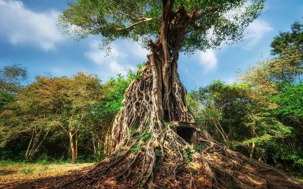 Angkor Wat temple trees in Angkor Cambodia