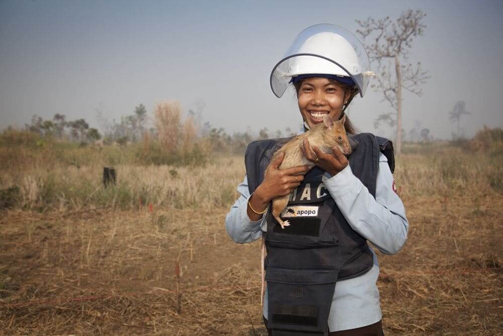 APOPO rat handler holding a giant rat in Cambodia