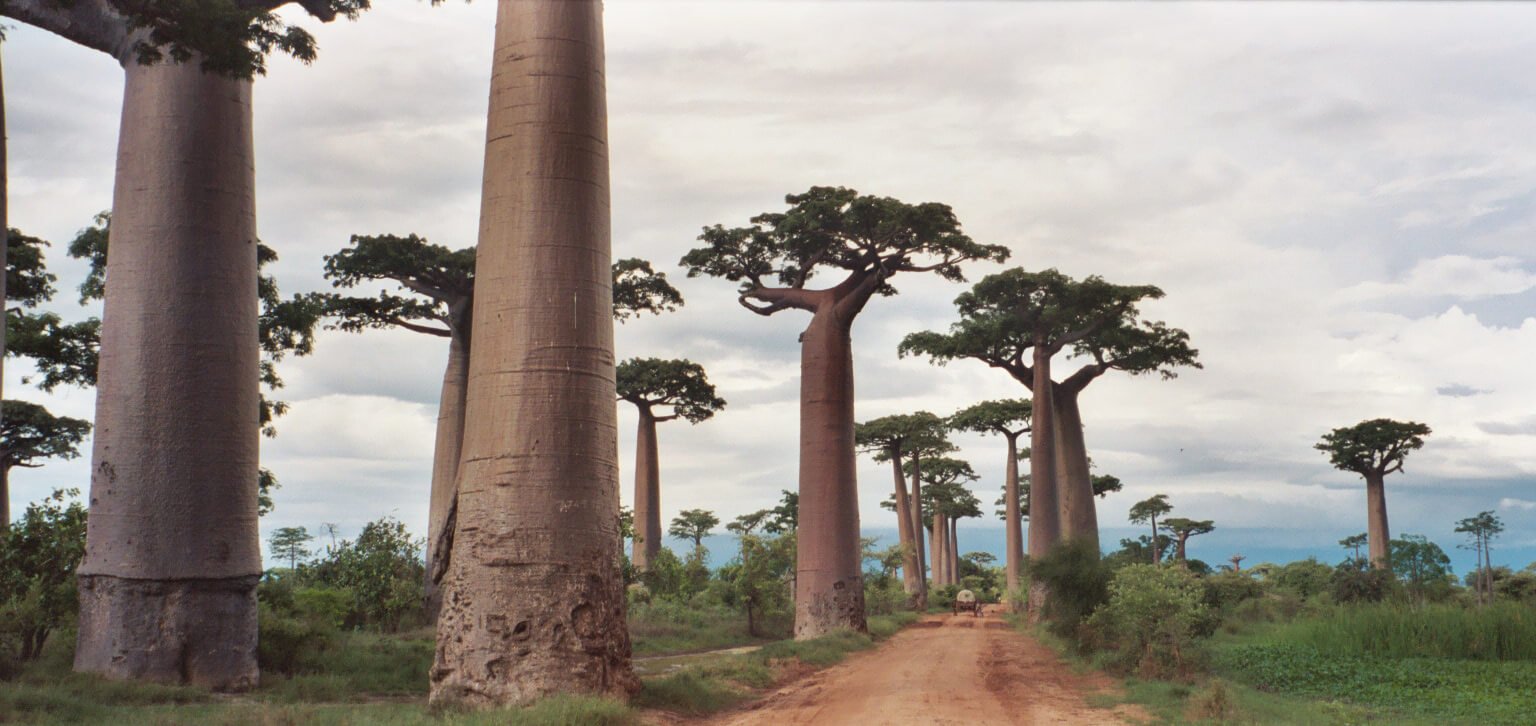 baobab avenue madagascar movie