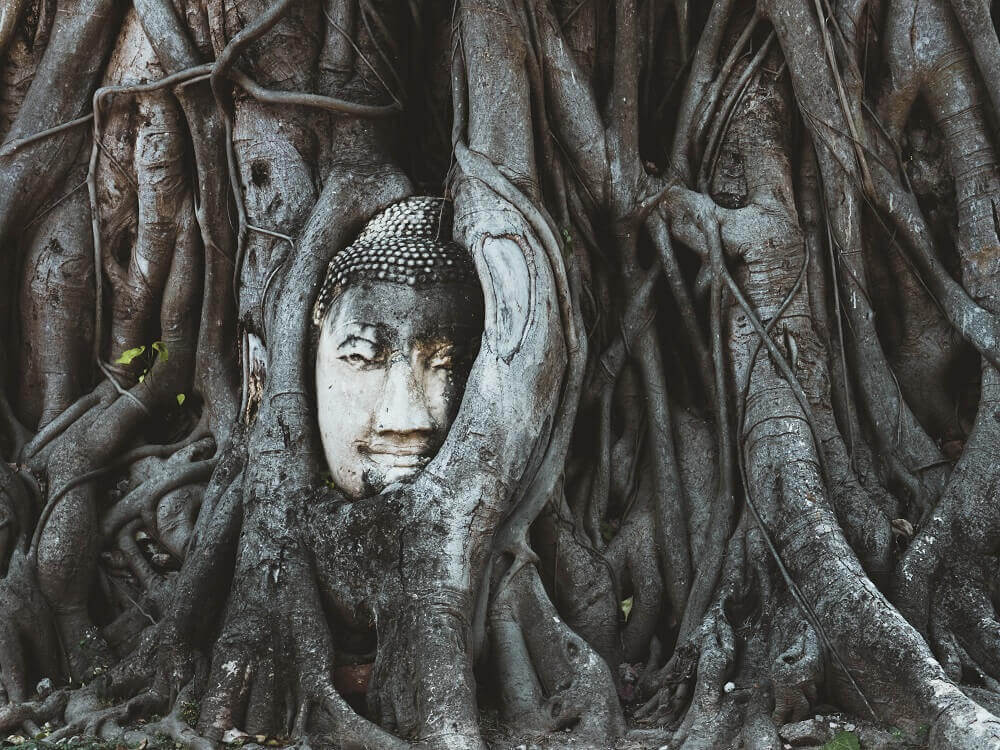 Buddha face in the tree in Ayutthaya Thailand