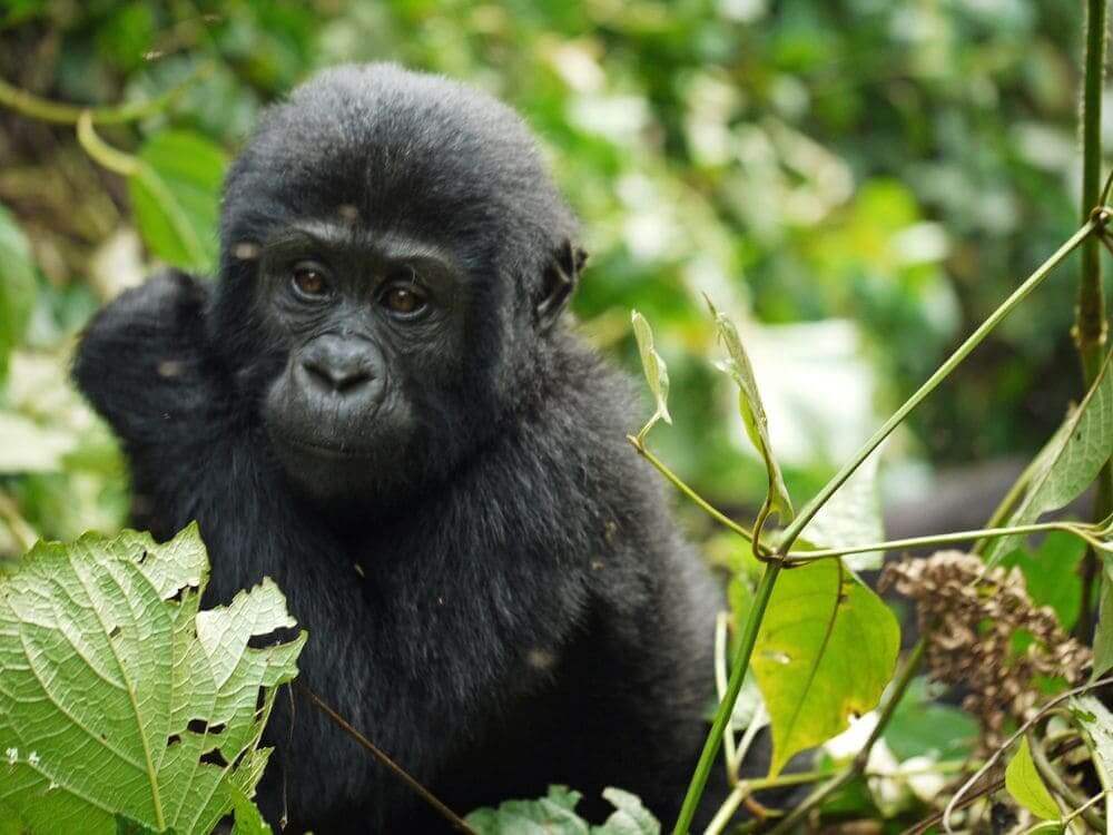 baby-gorilla-rwanda