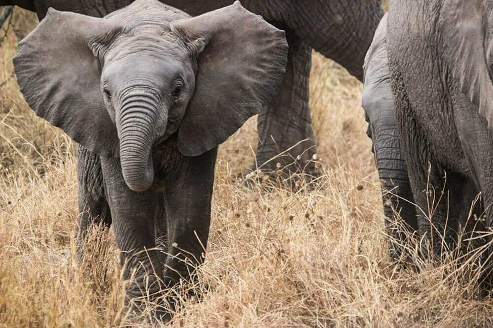 Baby elephant with herd in Tanzania on a Big Five safari
