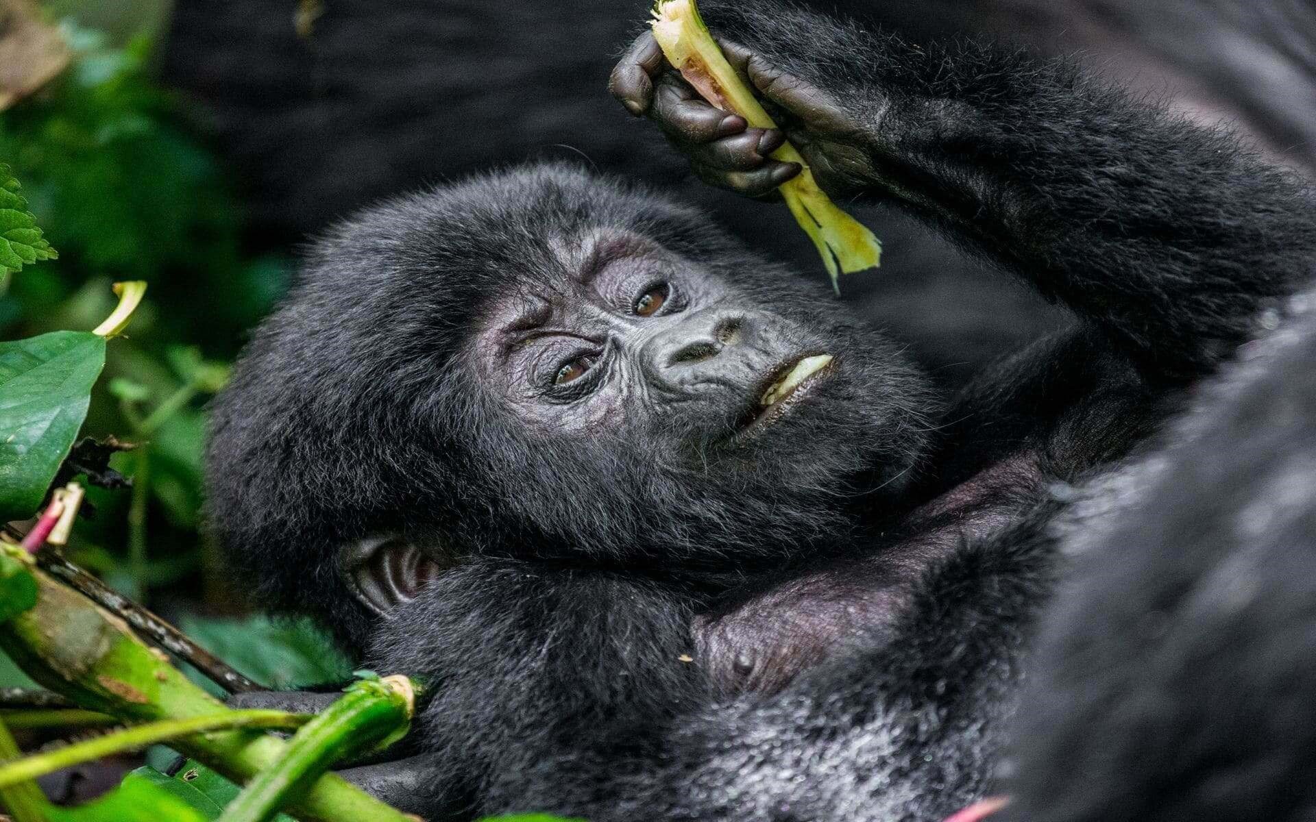 Guide to the Gorilla Habituation Experience in Uganda