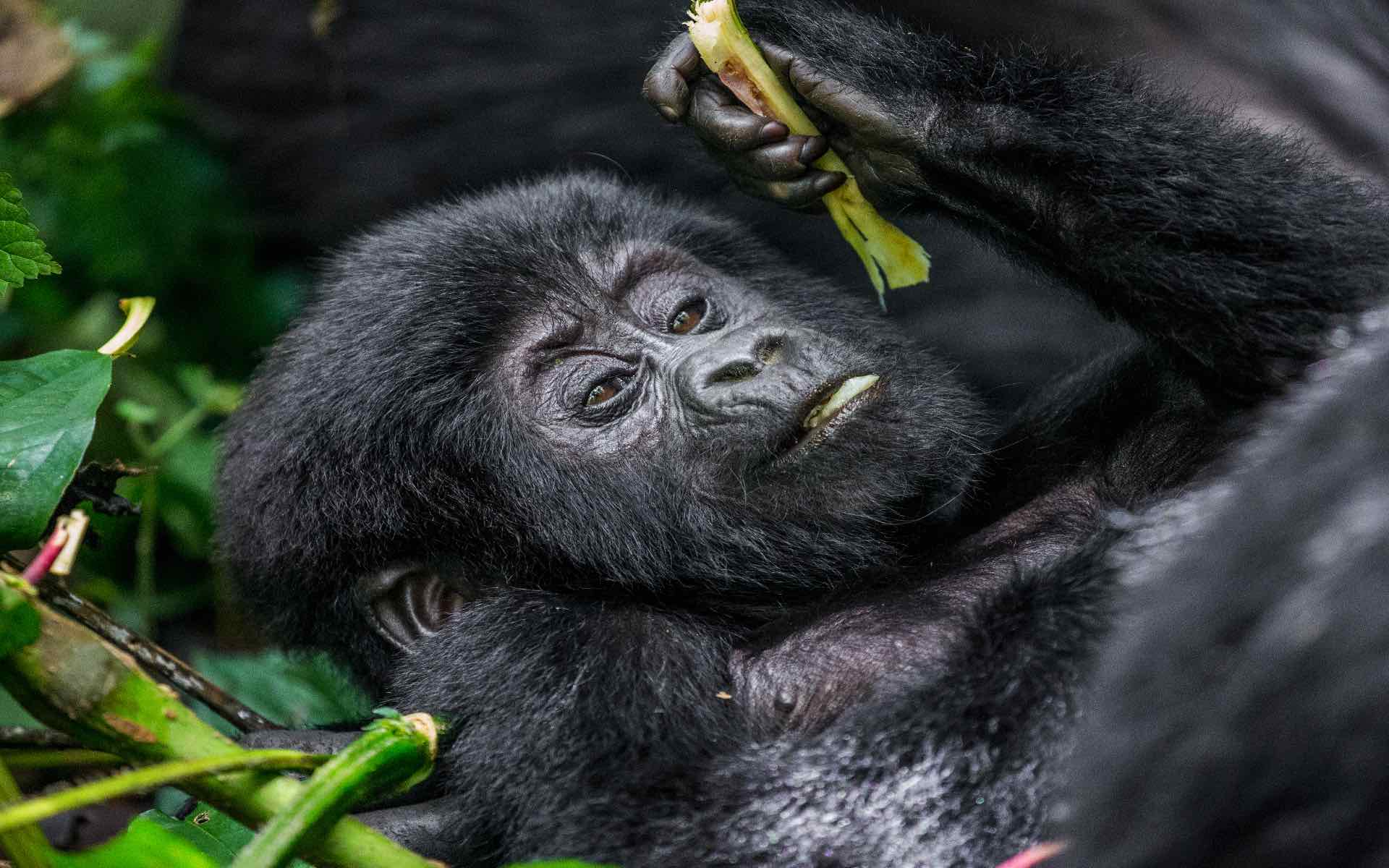 baby_mountain_gorilla_bwindi_forest_park