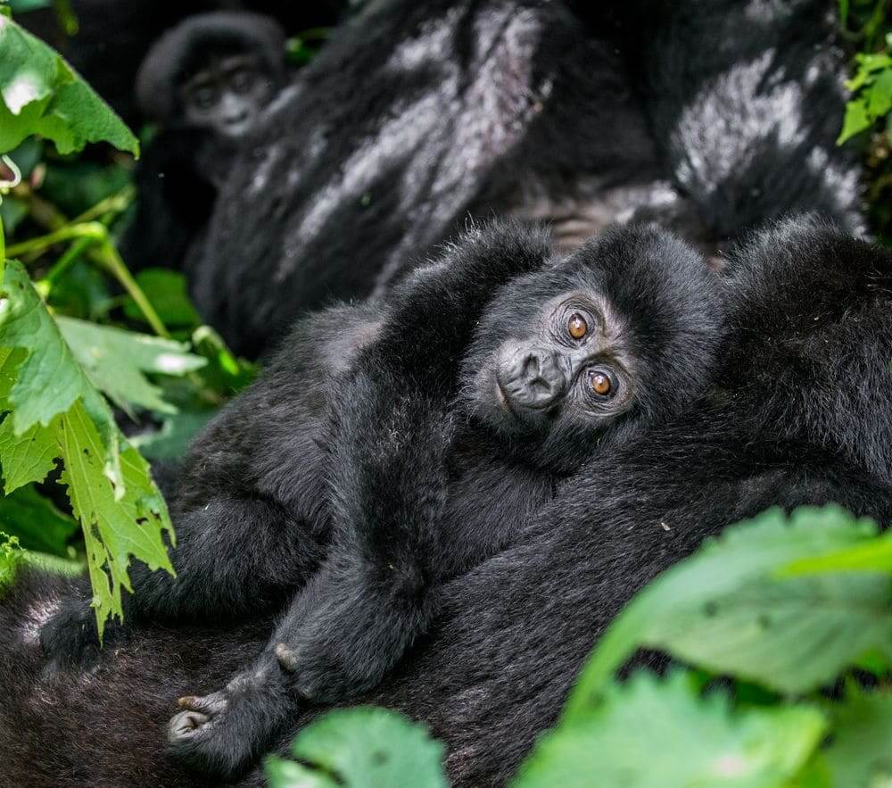 baby mountain gorilla with his mother in bwindi impenetrable national park, uganda