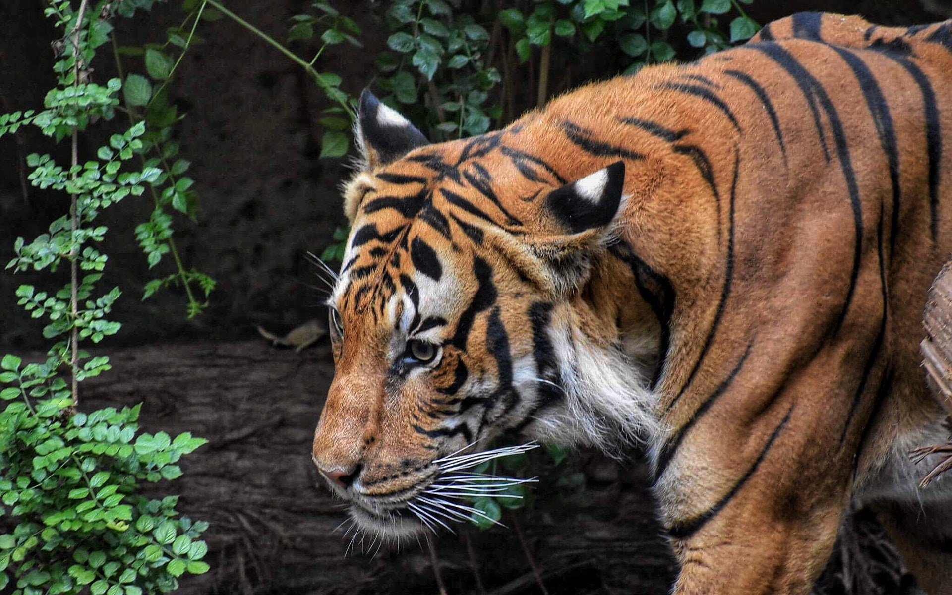 Bandhavgarh Tiger Reserve, India (Tiger Safari Guide)