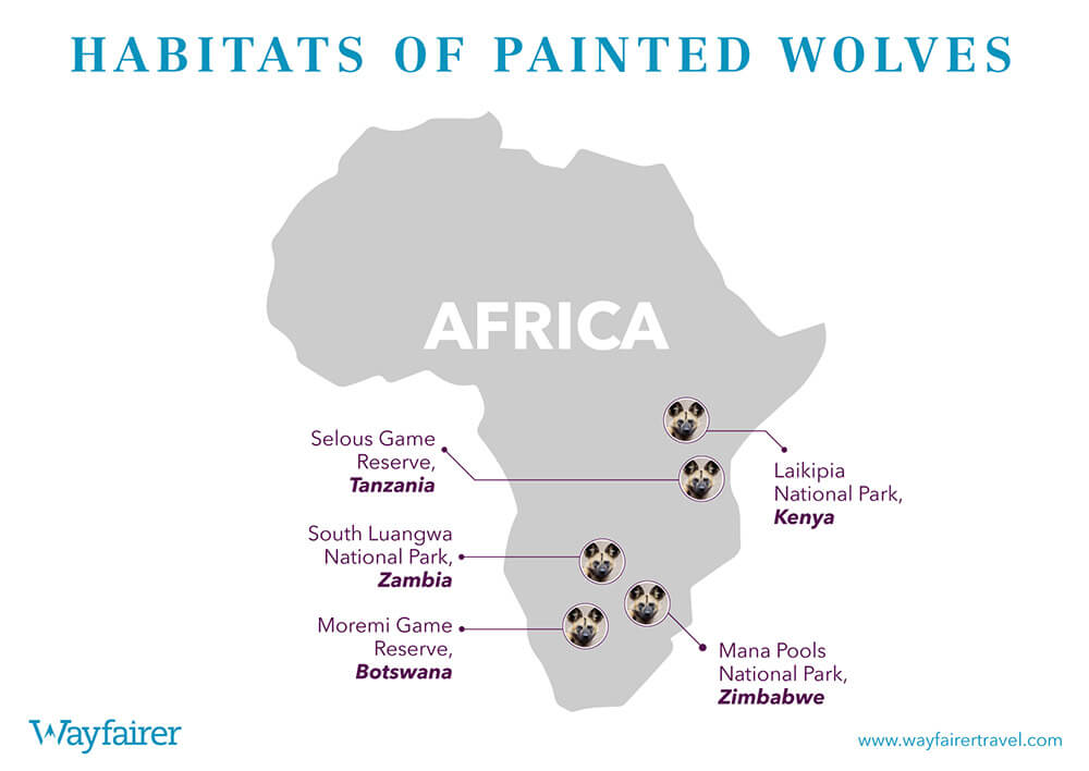 Infographic of where to see Painted Wolves in Africa