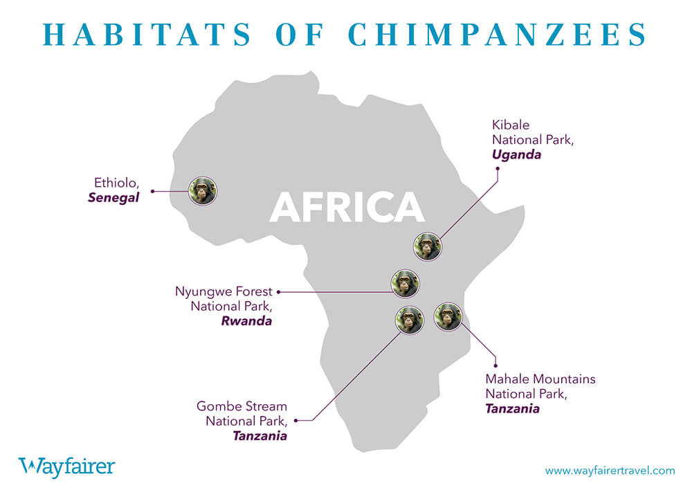 Infographic of where to see Chimpanzees in Africa