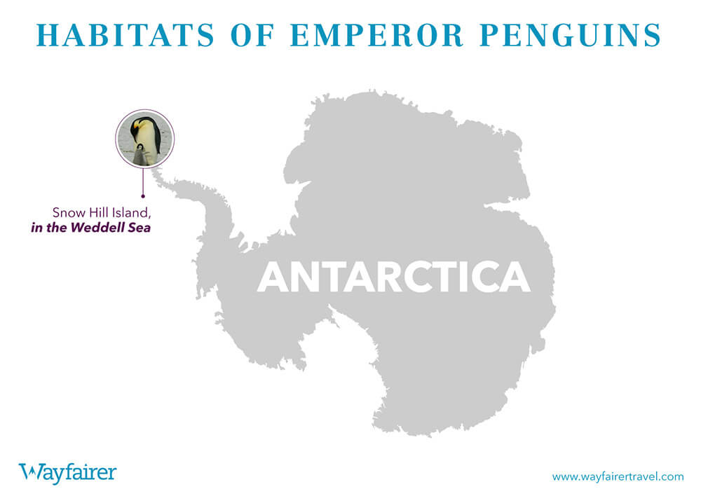 Infographic of where to see Emperor Penguins in Antartica