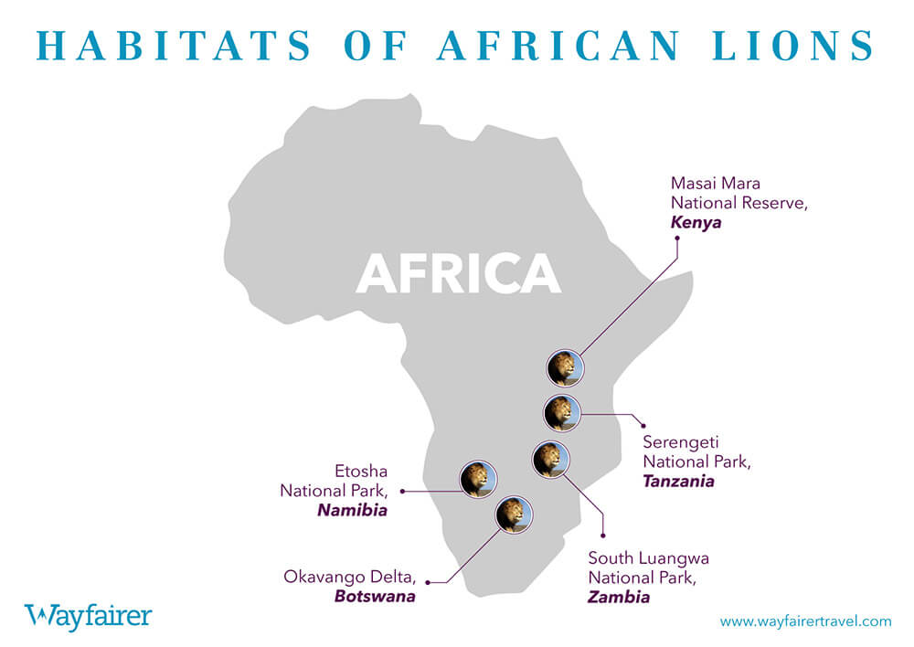 Infographic of where to see African Lions in Africa