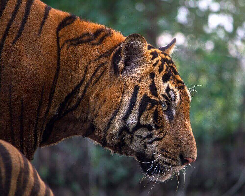 Bengal tiger profile in India