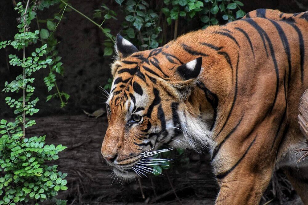 Bengal tiger in Bandhavgarh National Park in India