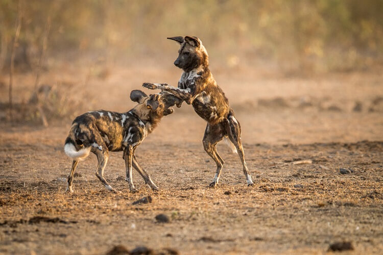 Wild Dogs in Hwange National Park