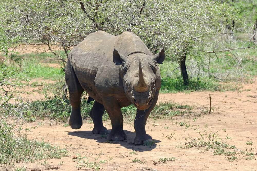 black rhinoceros walking through bushland