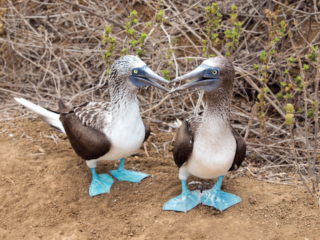 Blue-footed boobies, famed for their quirky mating ritual.