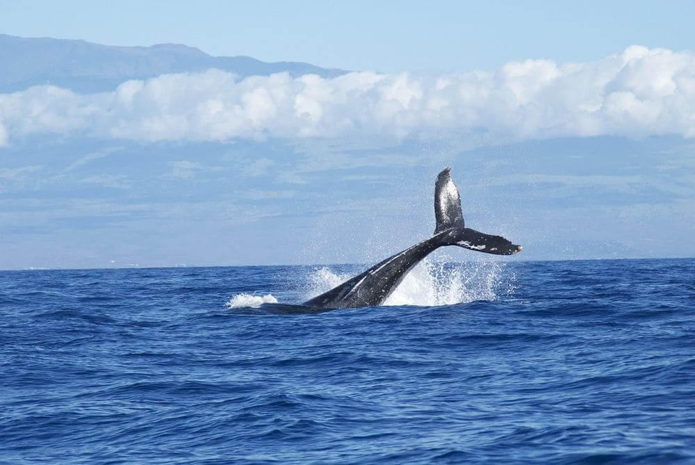 blue whale flipping its tail out of the ocean