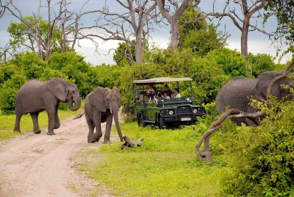 people in a safari vehicle watching a herd of elephants cross a path in botswana