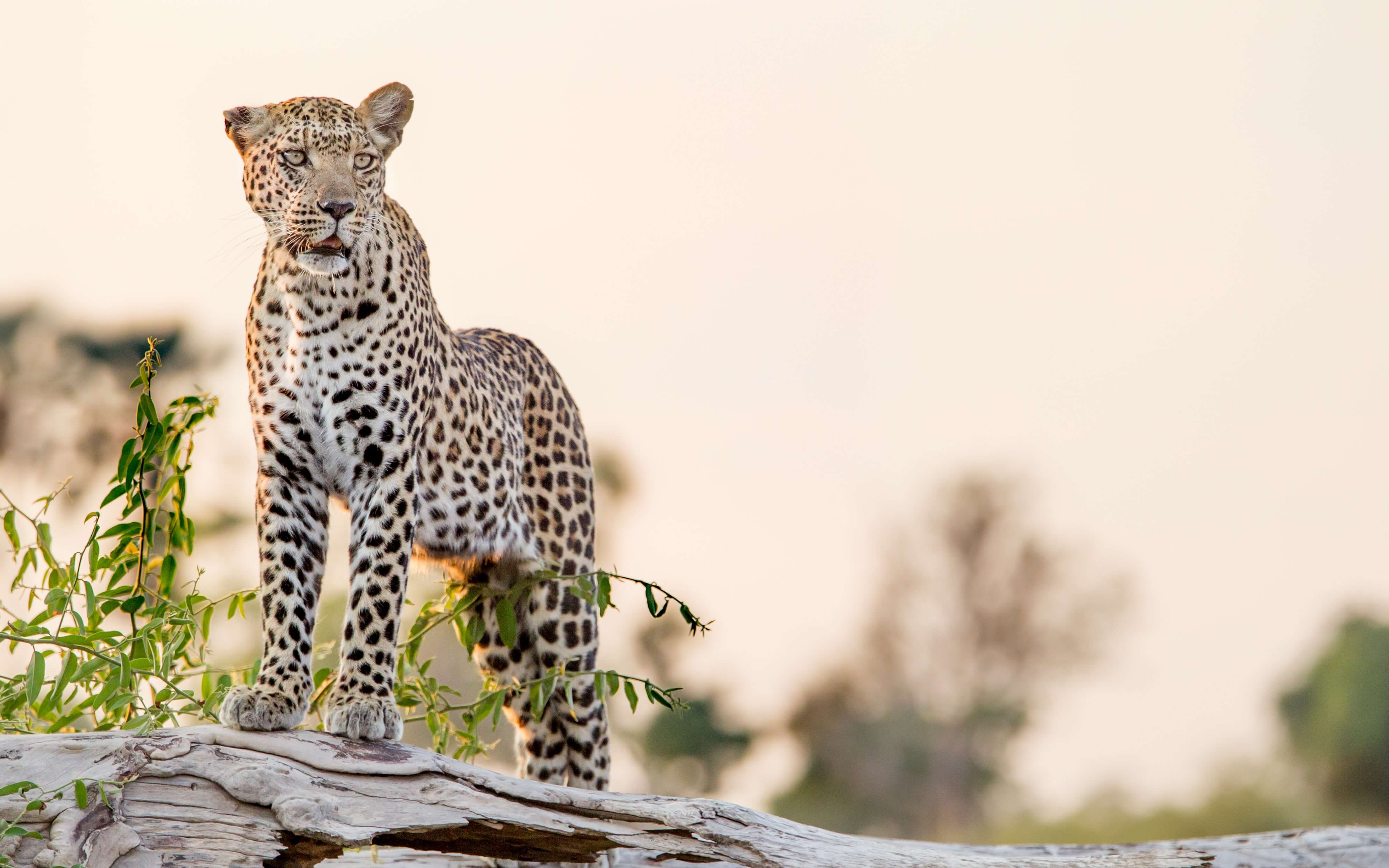 In the company of big cats in Botswana's Okavango Delta