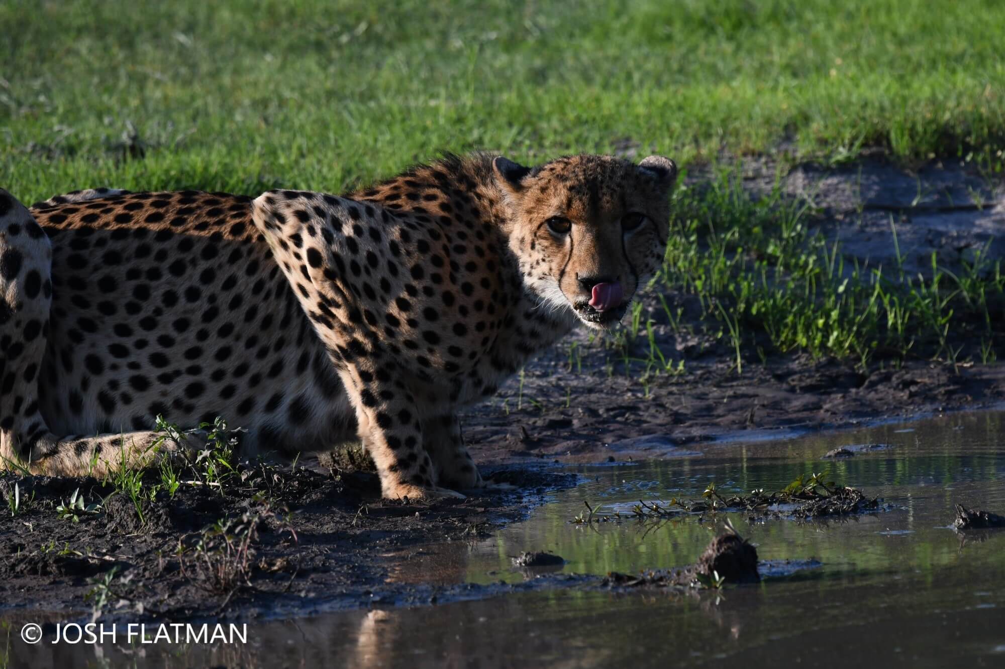 botswana_safari_cheetah_drinking_josh_photos