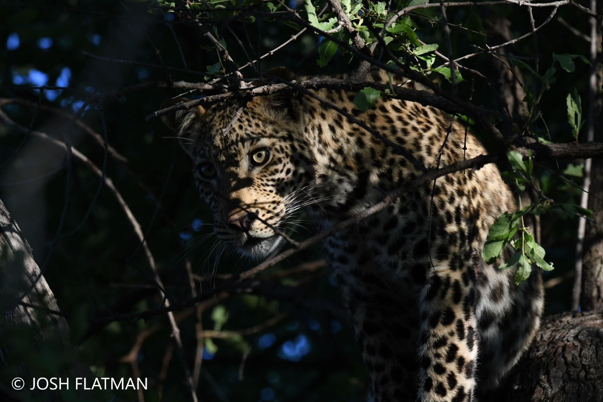 Botswana_safrai_leopard_2_josh_safari